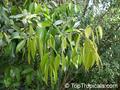 Cinnamomum cassia